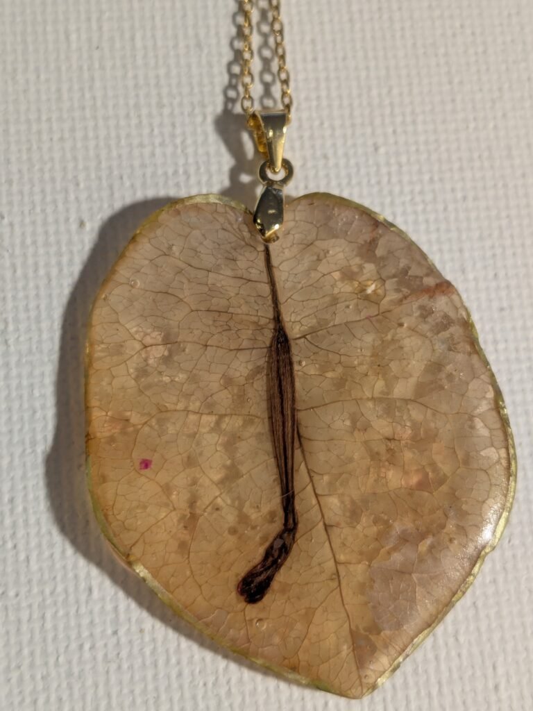 Hoja de Buganvilla